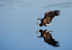 Eagle gliding across the water