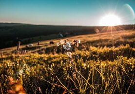 Field with Flower